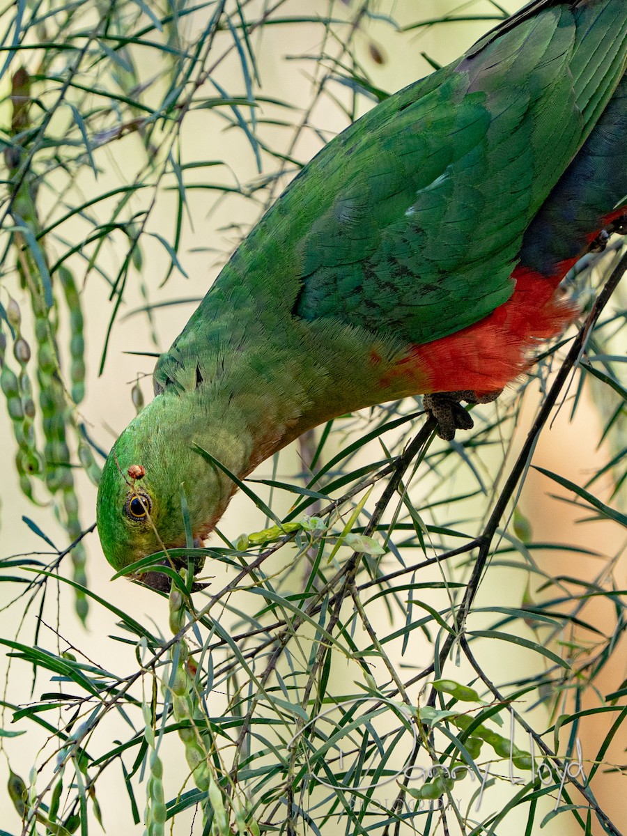 Australian King-Parrot - ML643745698