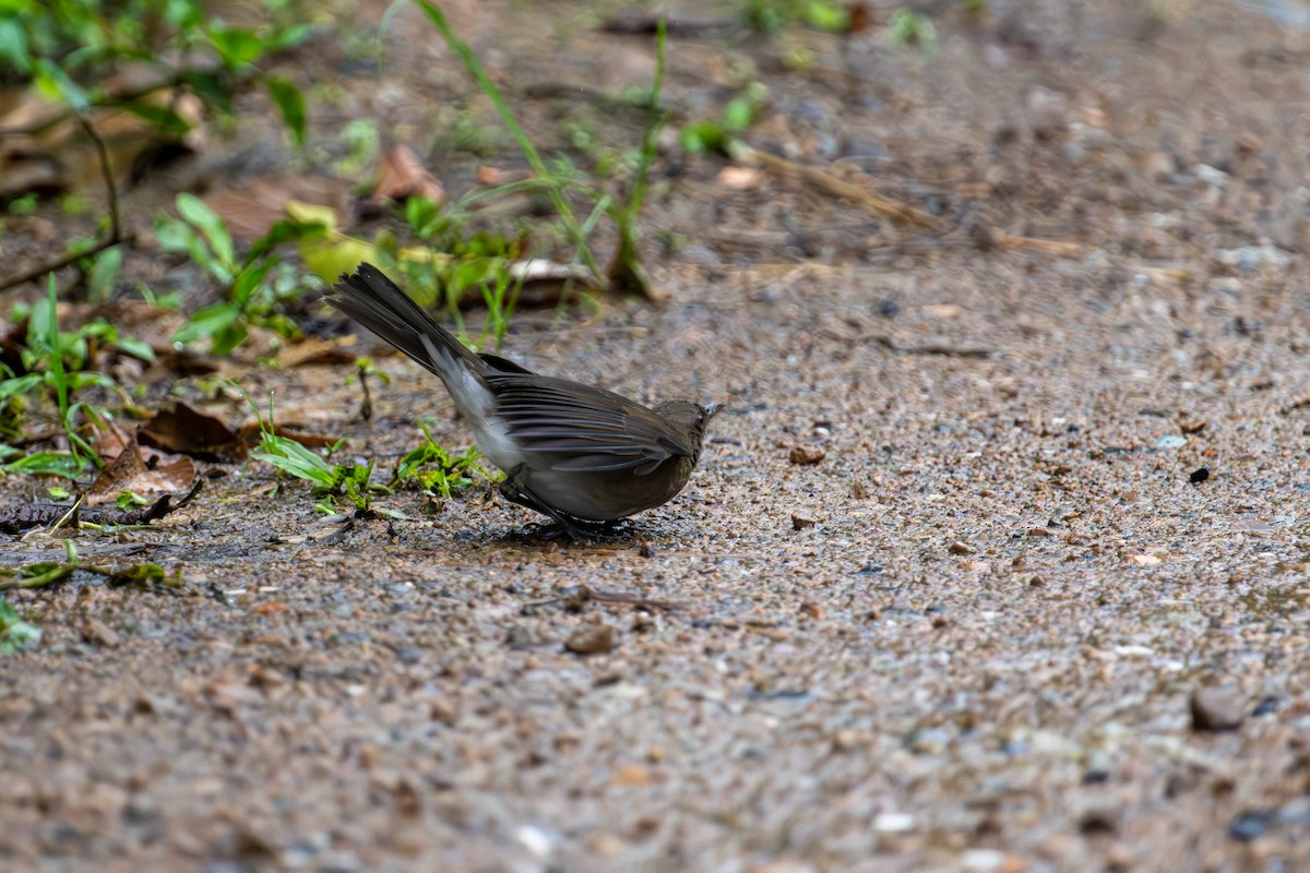 Black-billed Thrush - ML643745699