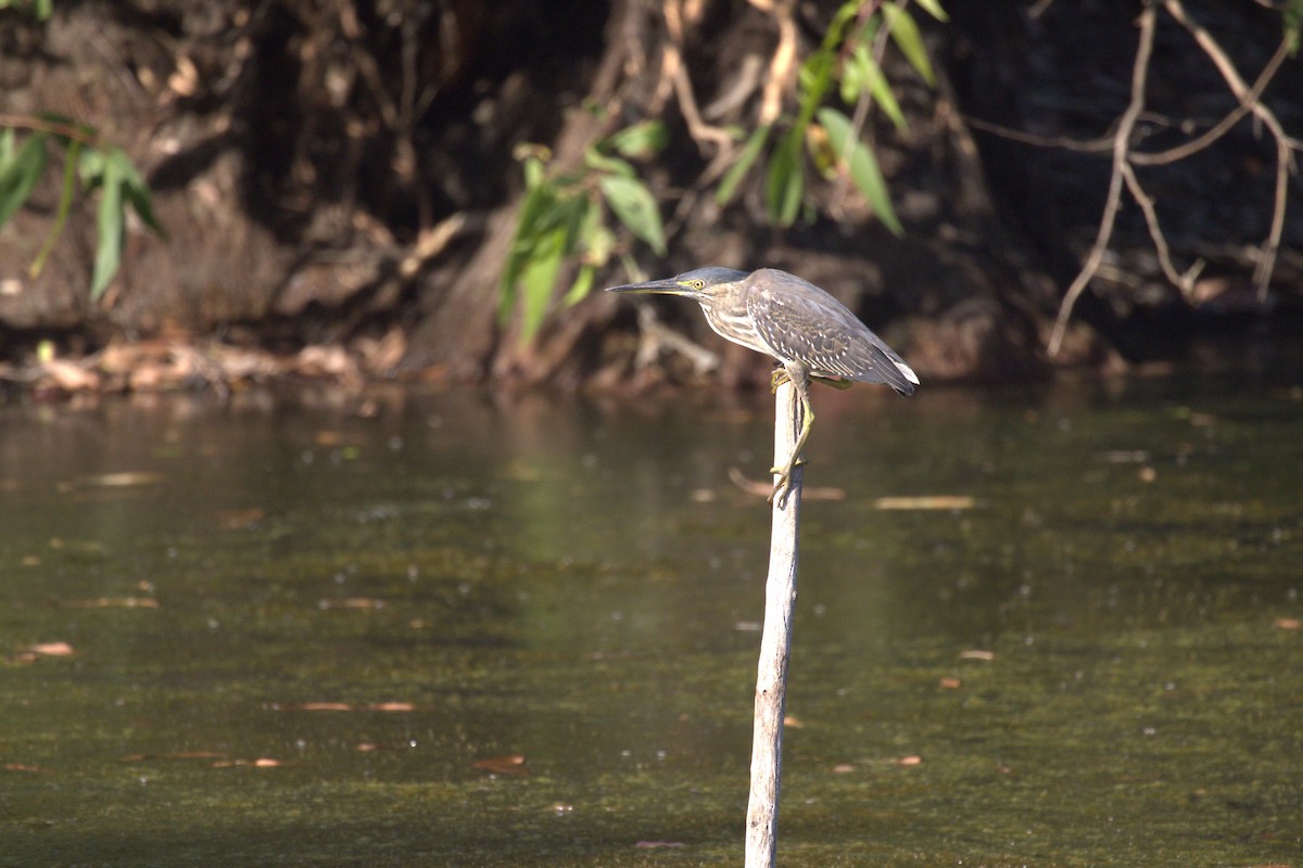 Striated Heron (Old World) - ML643745701