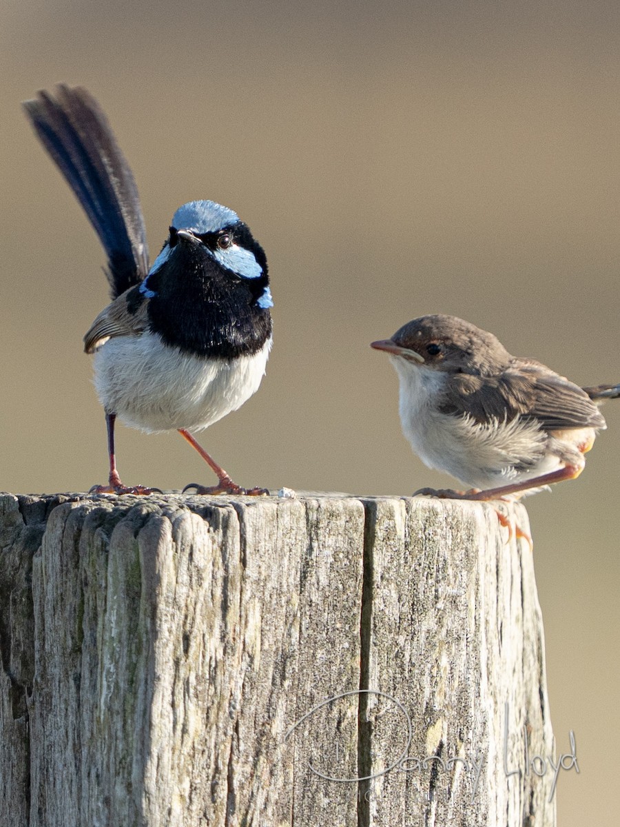 Superb Fairywren - ML643745702