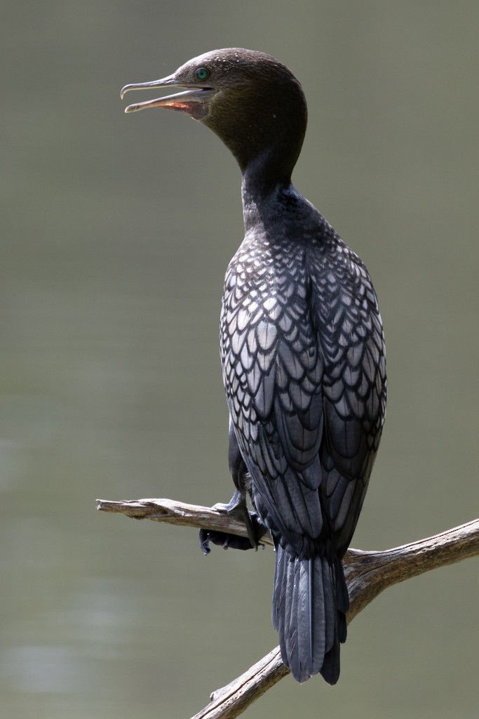 Little Black Cormorant - ML643745703