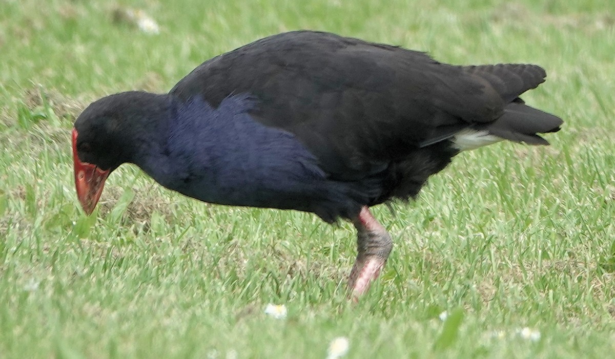 Australasian Swamphen - ML643745704