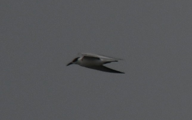 Little Tern - ML643745705