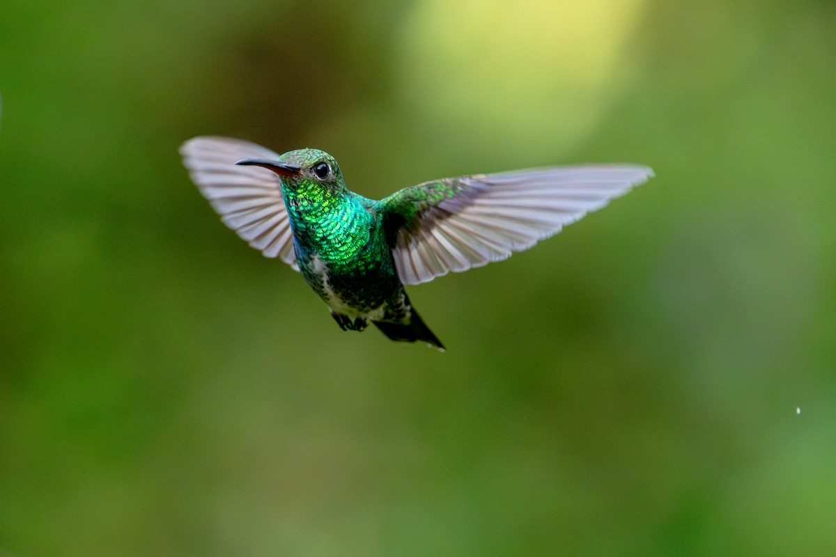 Glittering-throated Emerald - ML643745707