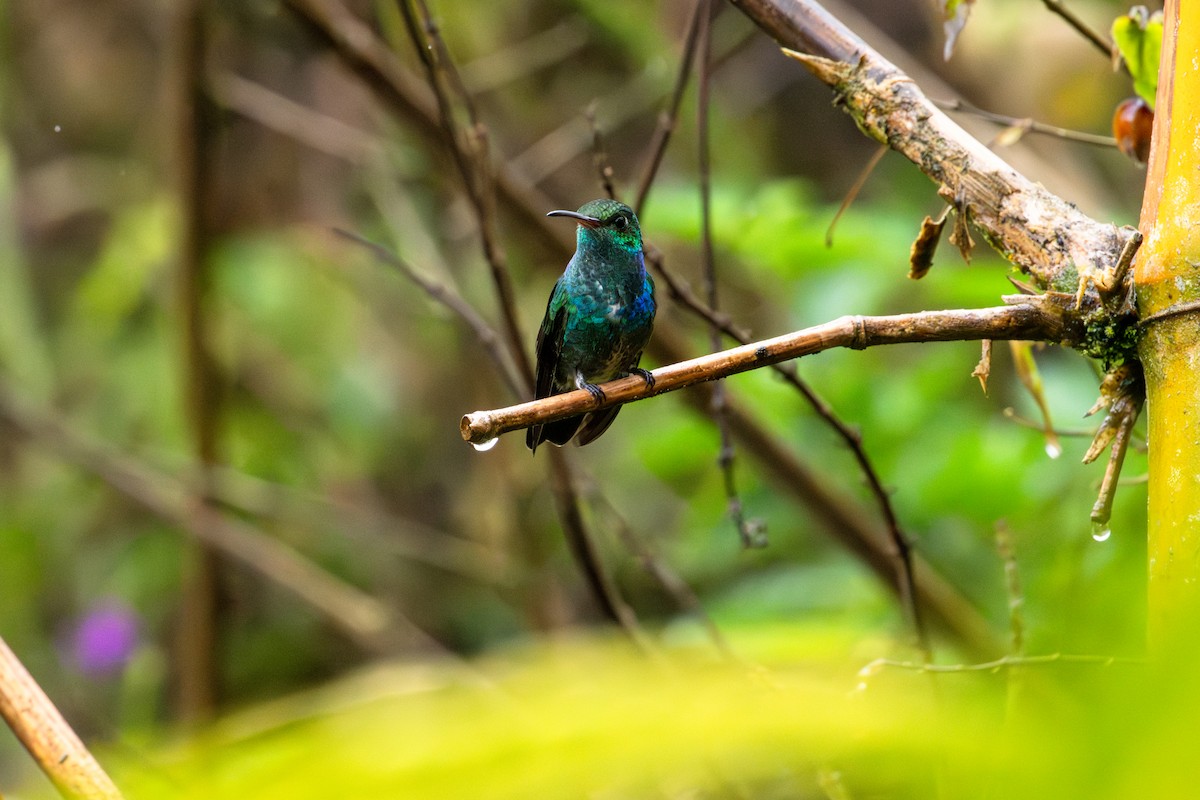 Glittering-throated Emerald - ML643745708