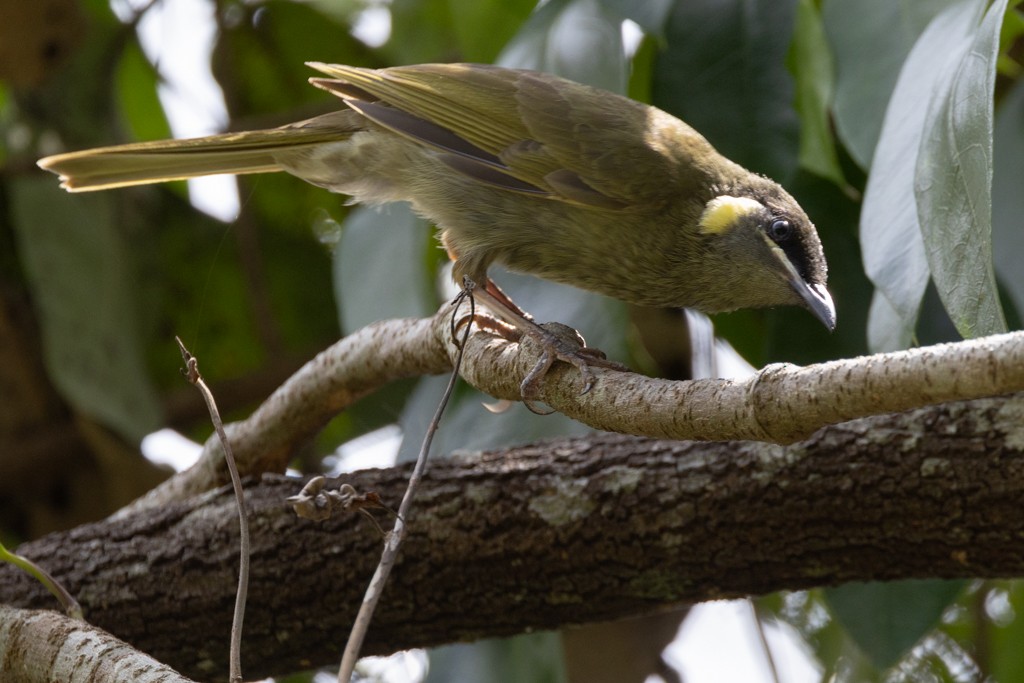 Lewin's Honeyeater - ML643745709