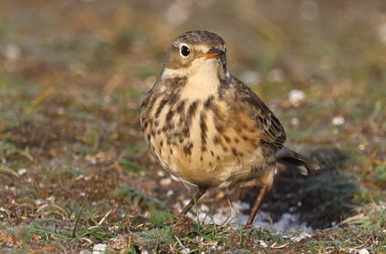 American Pipit - ML643745710