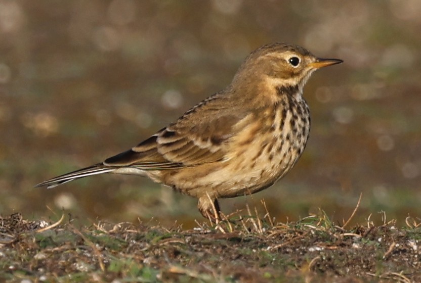 American Pipit - ML643745711
