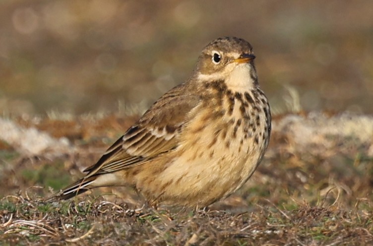 American Pipit - ML643745712