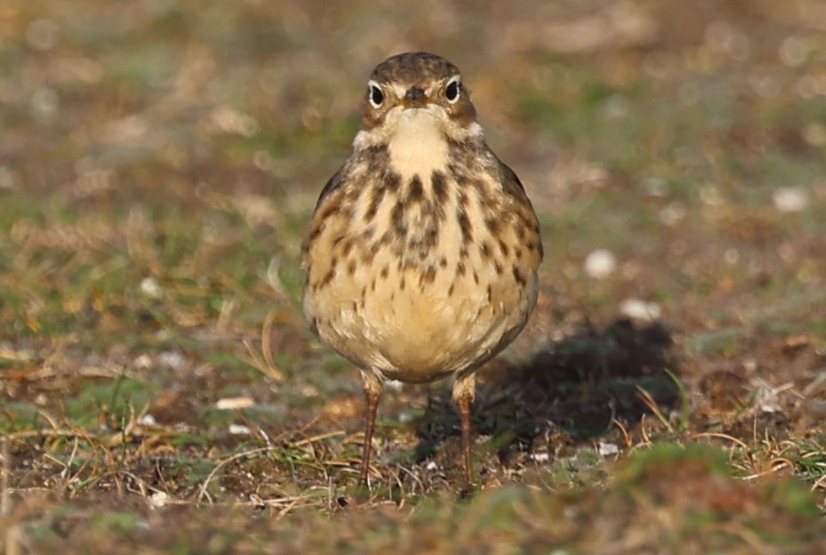 American Pipit - ML643745713