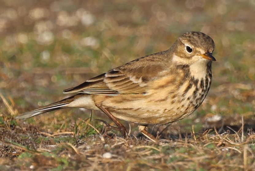 American Pipit - ML643745714