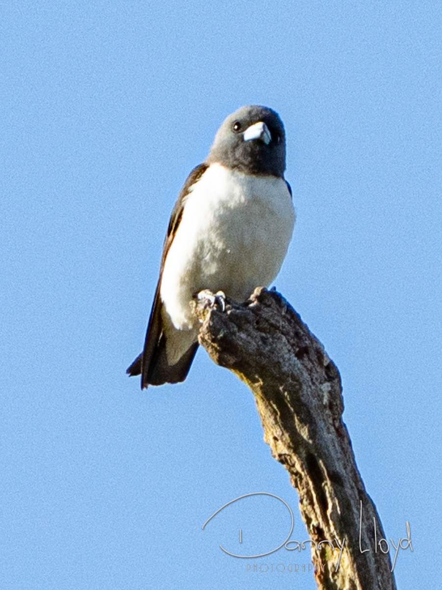 White-breasted Woodswallow - ML643745715