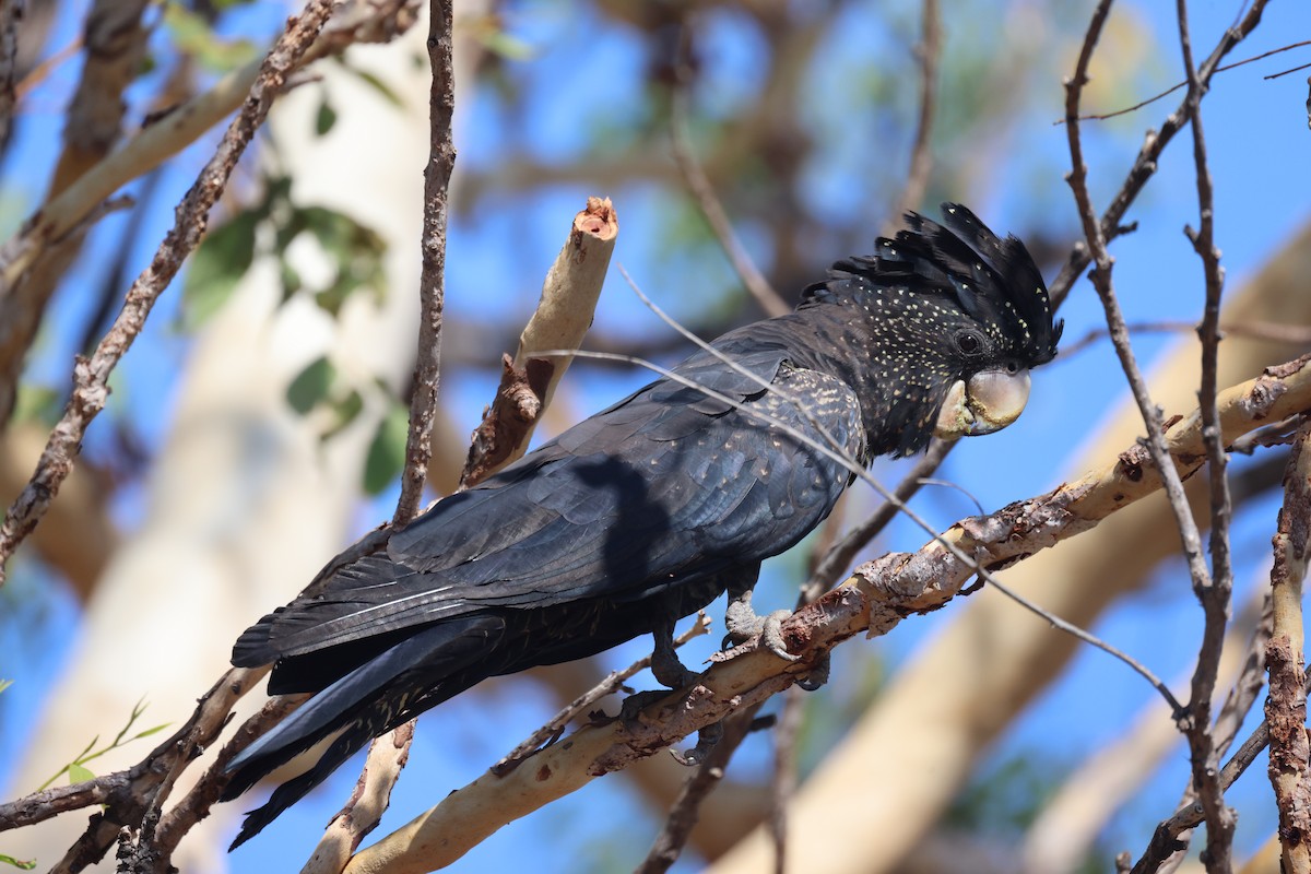 Red-tailed Black-Cockatoo - ML643745716