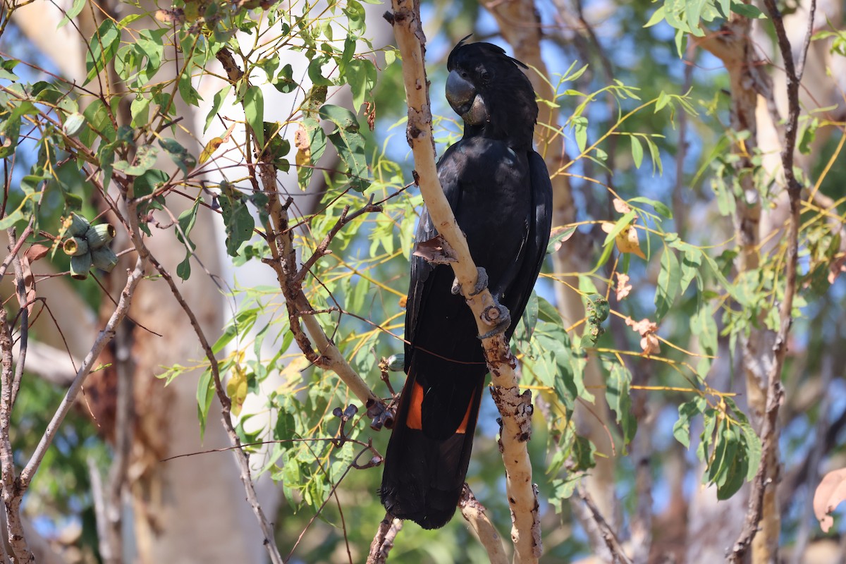 Red-tailed Black-Cockatoo - ML643745717