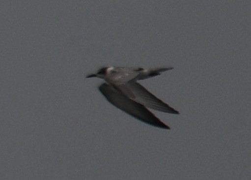 Little Tern - ML643745718