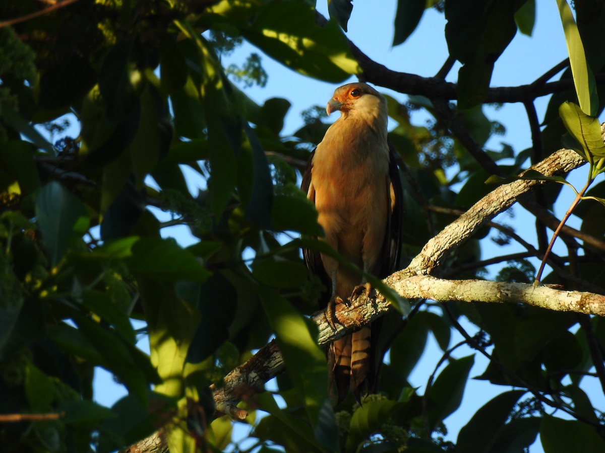 Yellow-headed Caracara - ML643745719