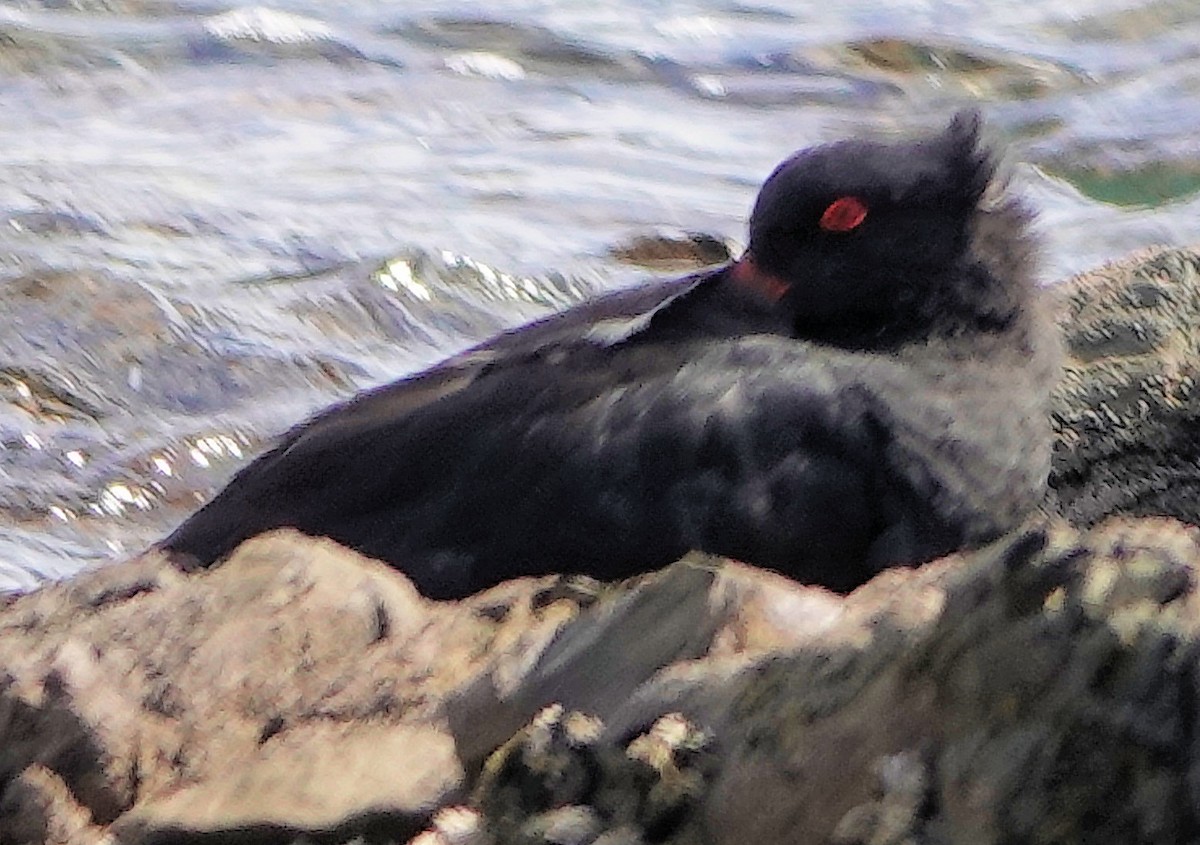 Variable Oystercatcher - ML643745720