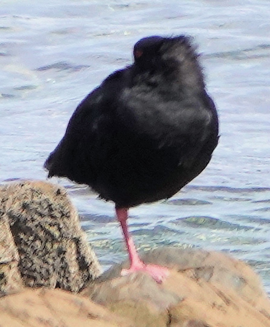 Variable Oystercatcher - ML643745721
