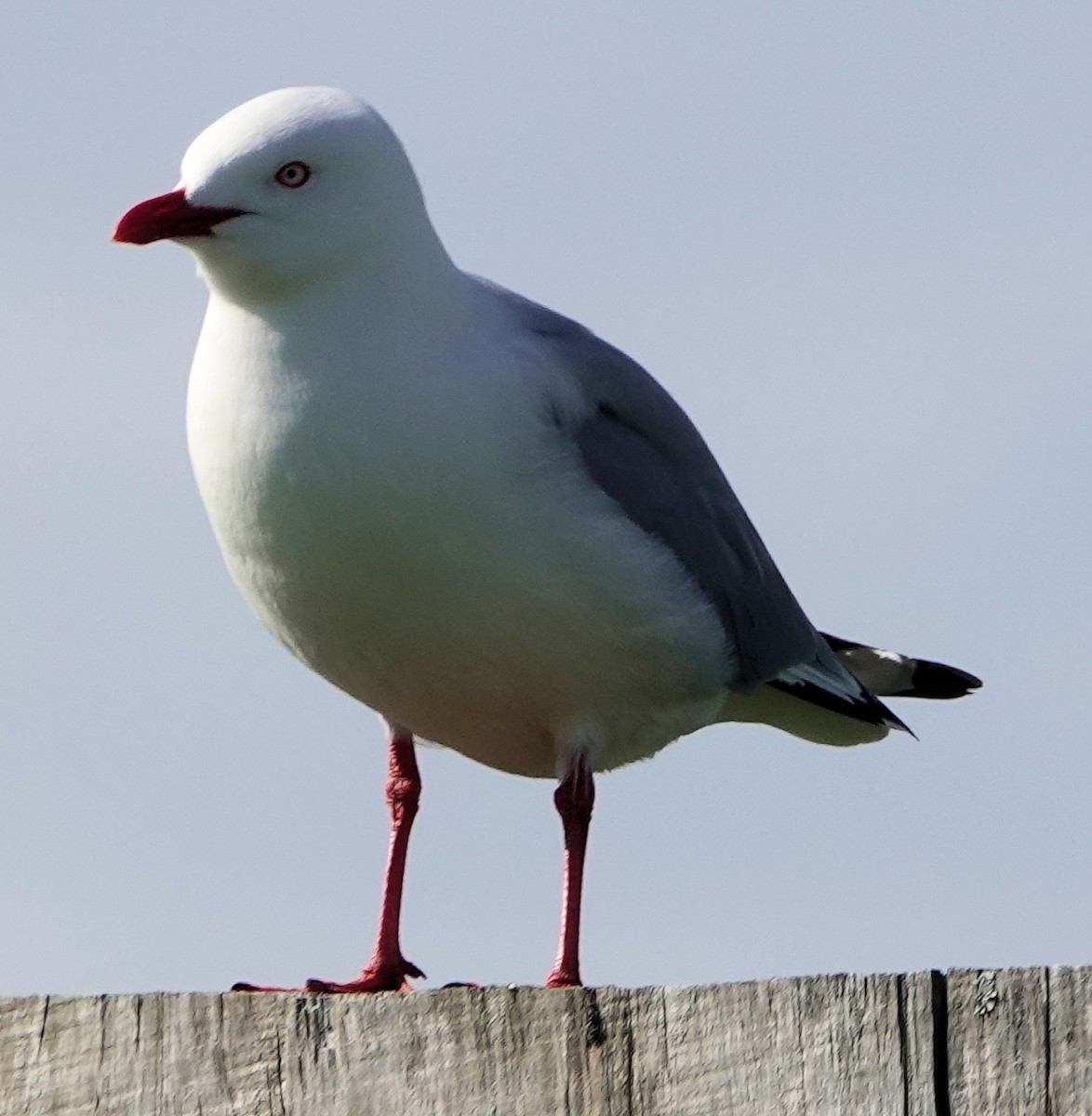 Silver Gull (Red-billed) - ML643745723