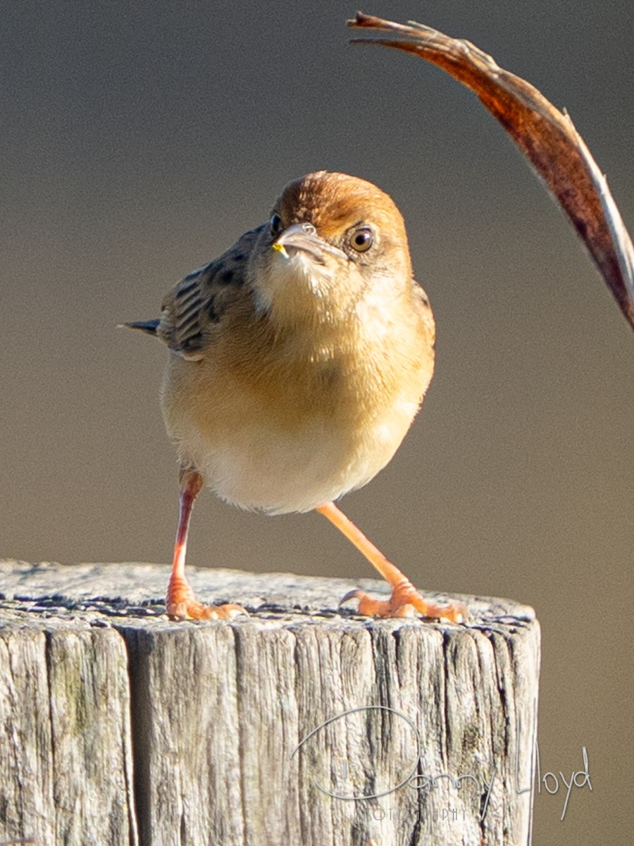 Golden-headed Cisticola - ML643745724