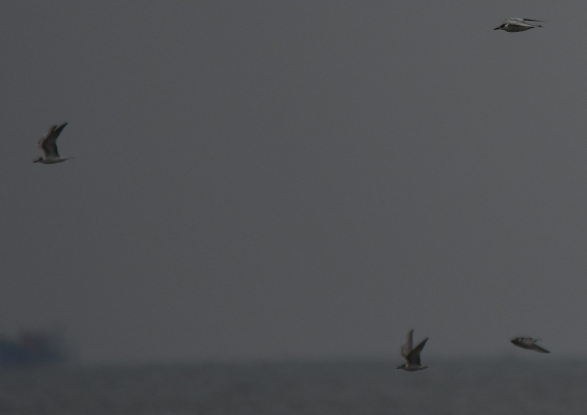 Little Tern - ML643745725