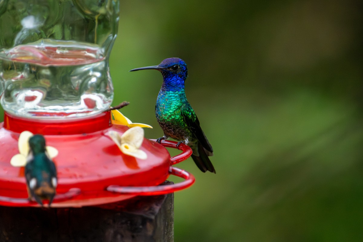 Golden-tailed Sapphire - ML643745728
