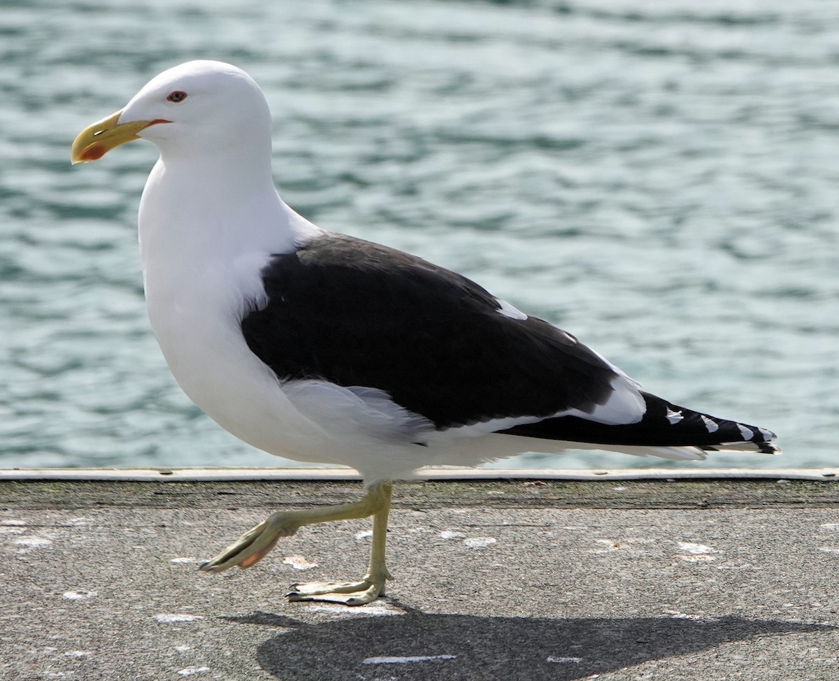 Kelp Gull - ML643745730