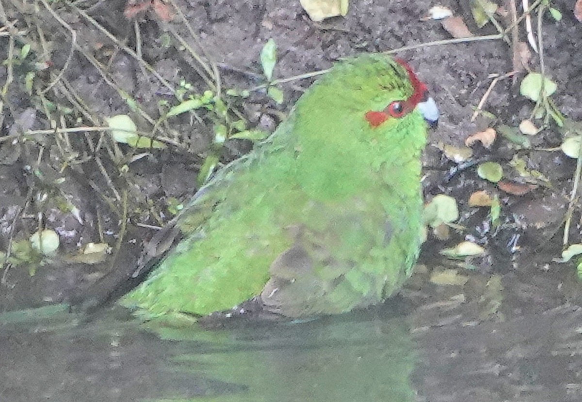 Ziegensittich - ML643745733