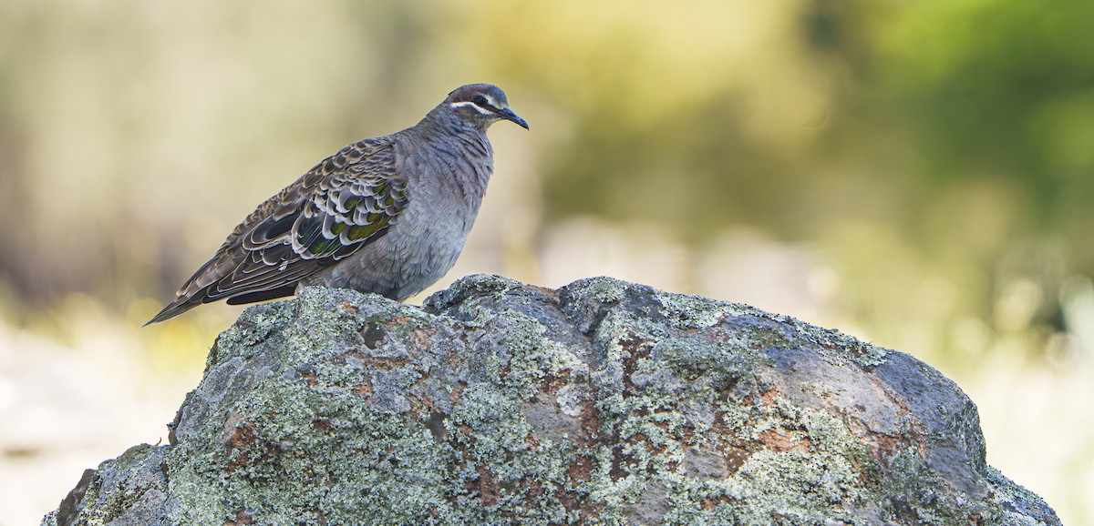 Common Bronzewing - ML643745736