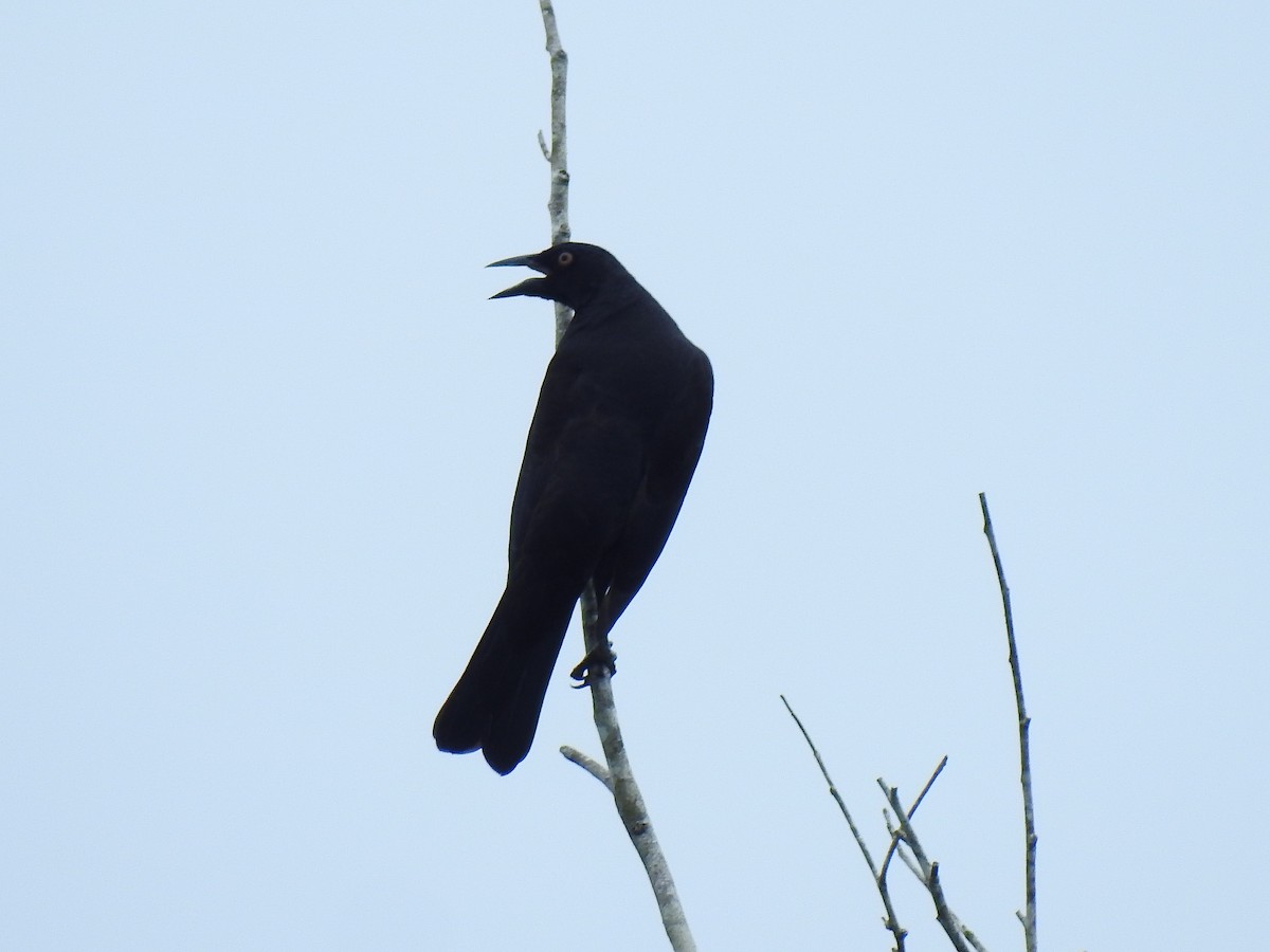 Giant Cowbird - ML643745745