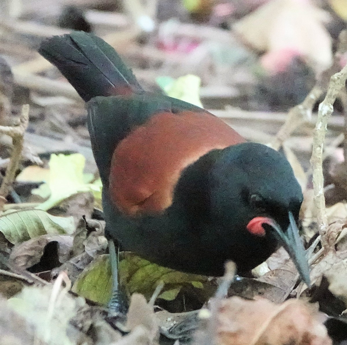 North Island Saddleback - ML643745746