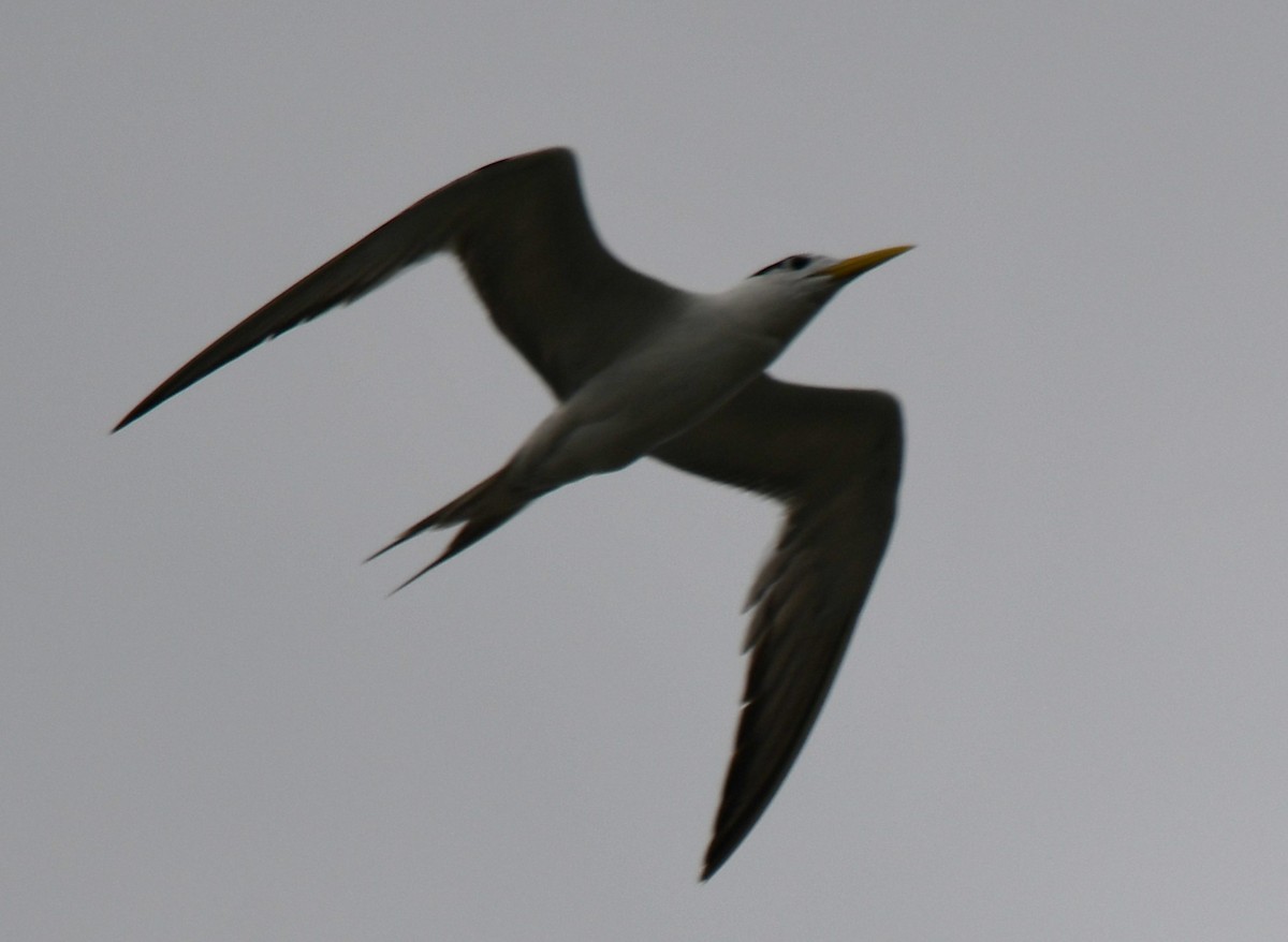 鳳頭燕鷗 - ML643745747