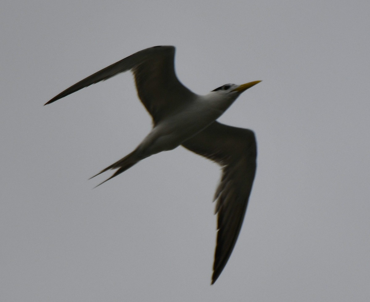 鳳頭燕鷗 - ML643745751