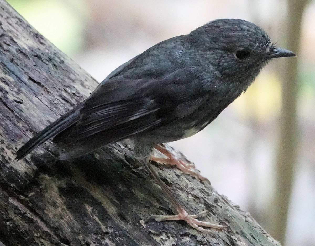 North Island Robin - ML643745758