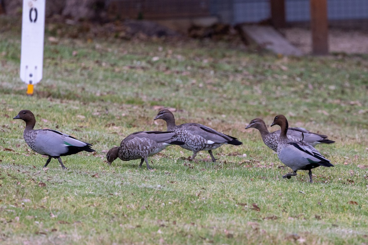 Maned Duck - ML643745759
