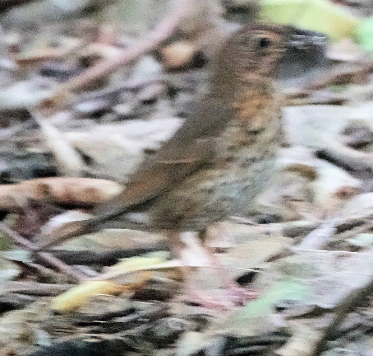 Song Thrush - ML643745760