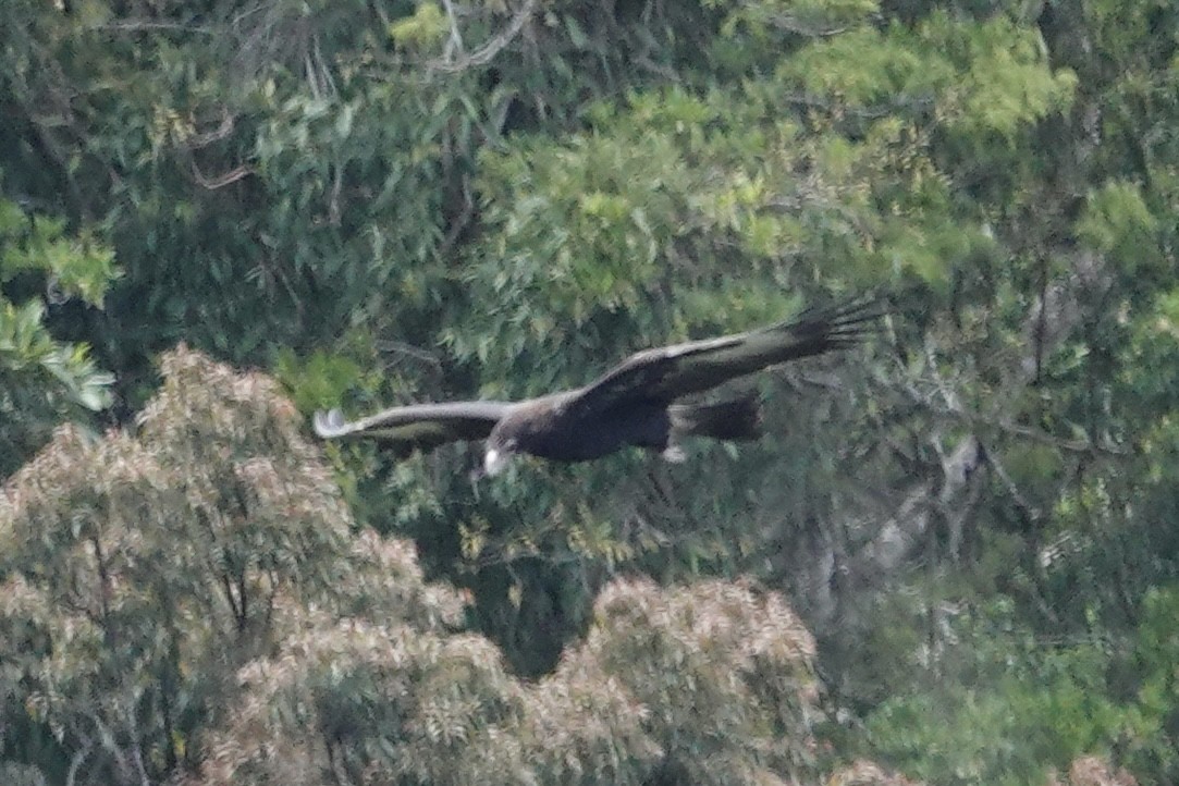 Wedge-tailed Eagle - ML643745761