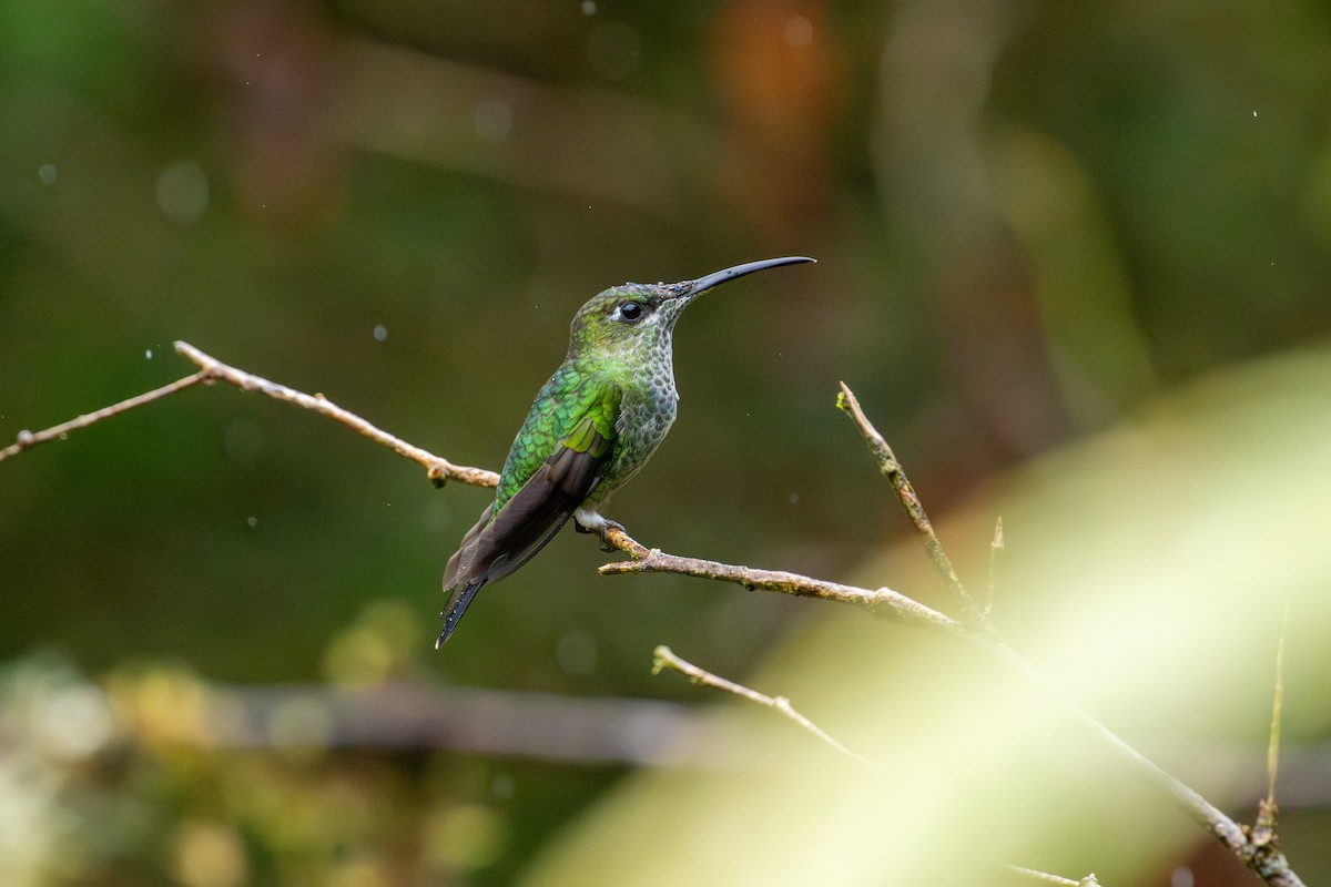 Violet-fronted Brilliant - ML643745770