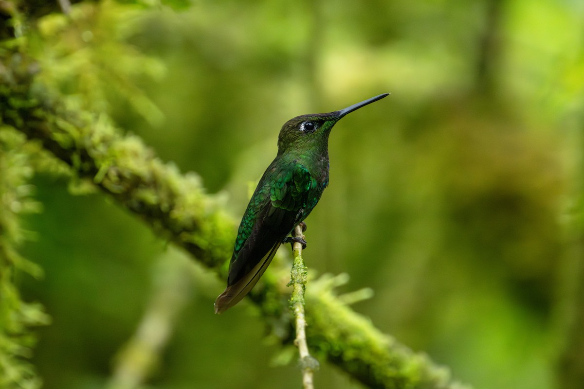Violet-fronted Brilliant - ML643745772