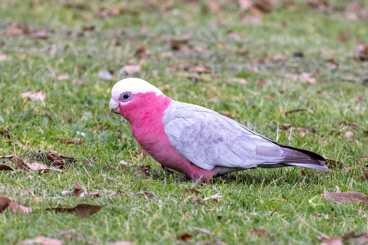 Galah - ML643745774