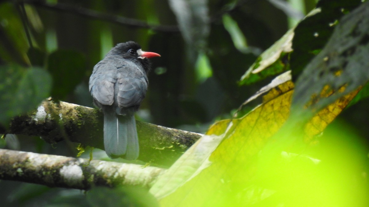 White-fronted Nunbird - ML643745778