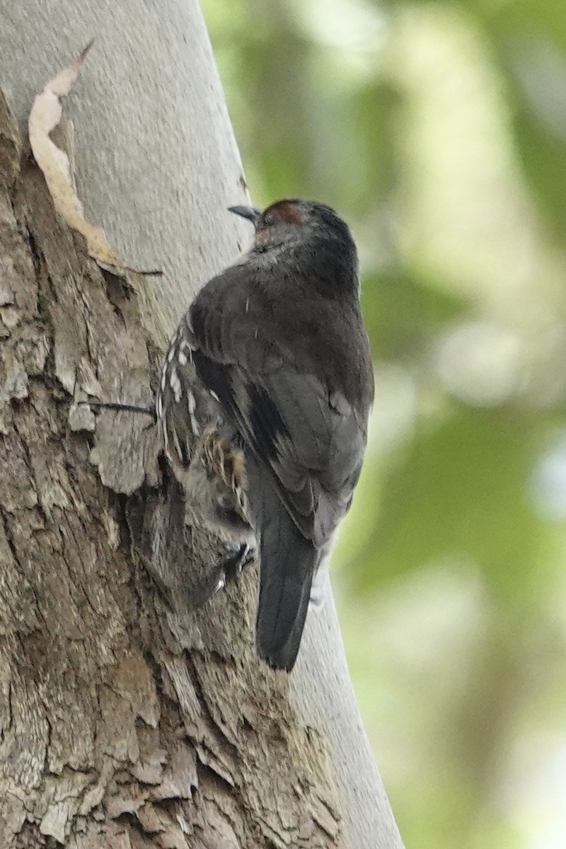 Red-browed Treecreeper - ML643745779