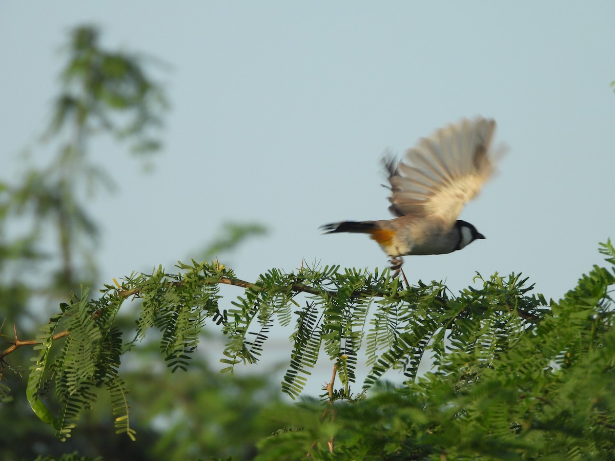 White-eared Bulbul - ML643745780