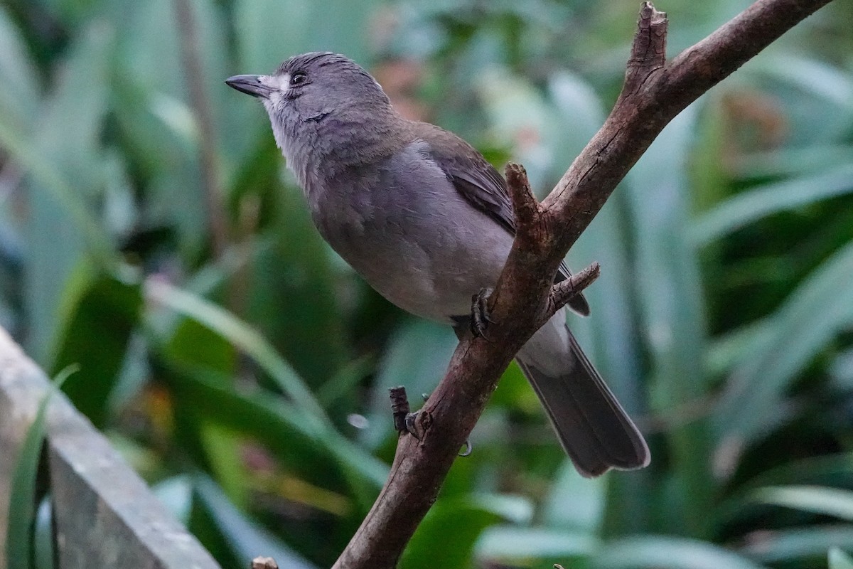 Gray Shrikethrush - ML643745781