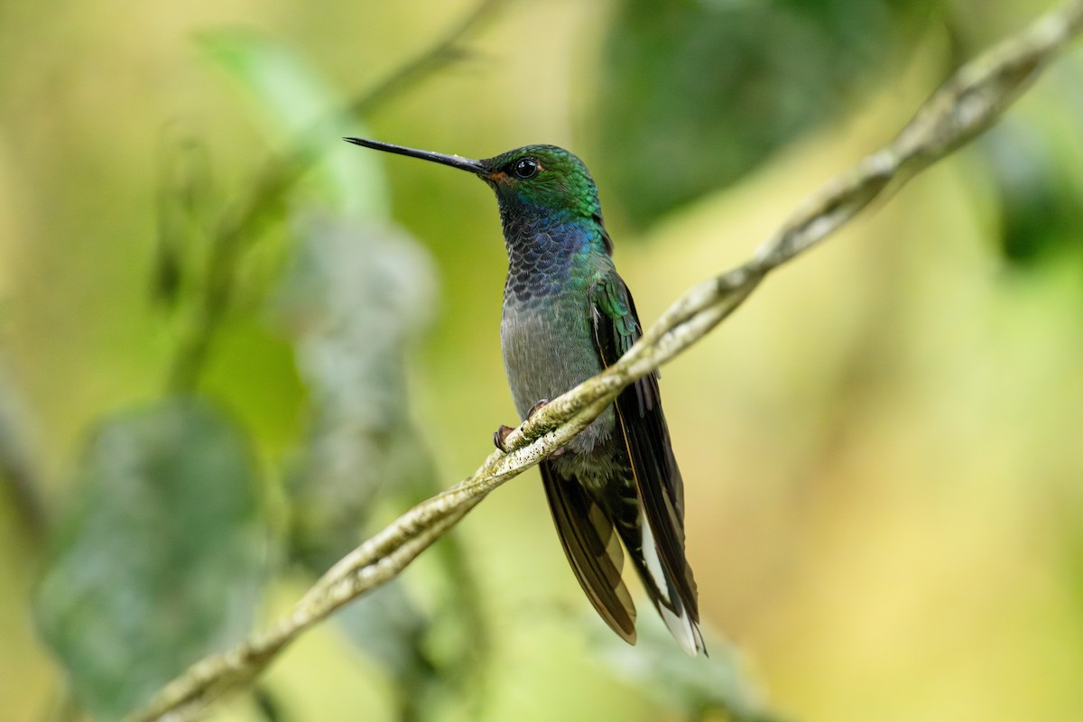 Green-backed Hillstar - ML643745783