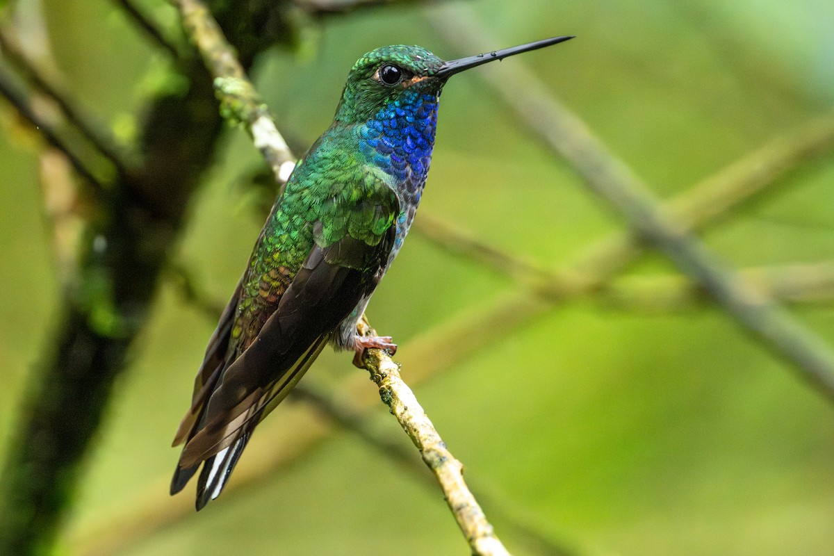 Green-backed Hillstar - ML643745784