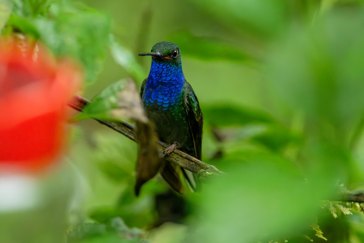 Green-backed Hillstar - ML643745785
