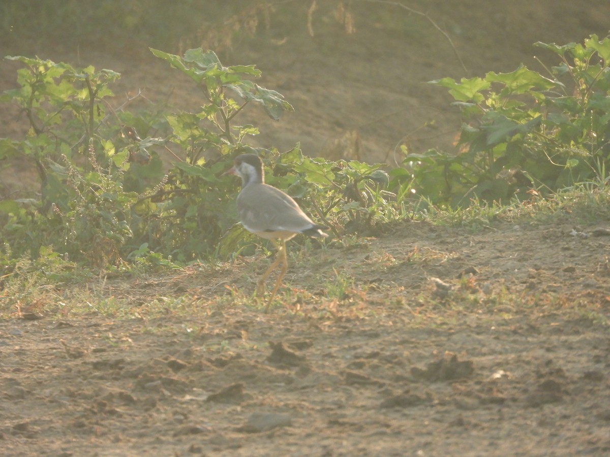 Red-wattled Lapwing - ML643745786