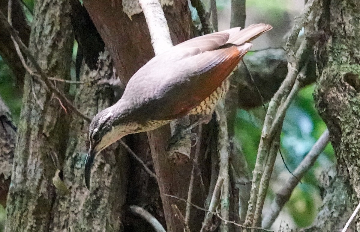 Paradise Riflebird - ML643745787