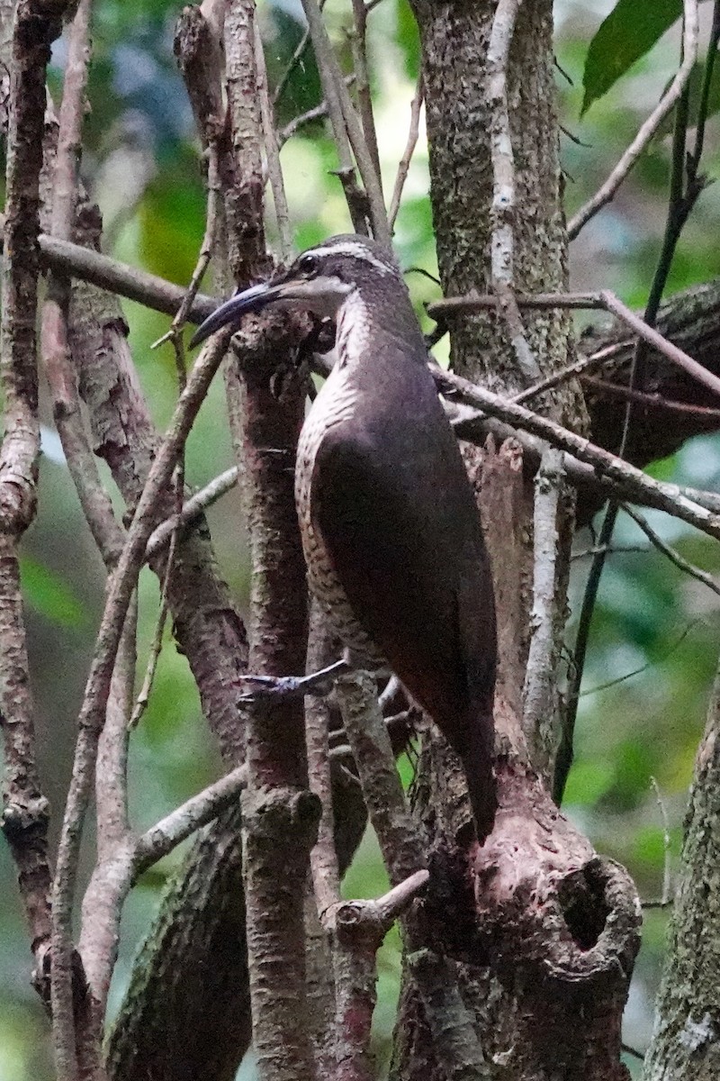 Paradise Riflebird - ML643745788